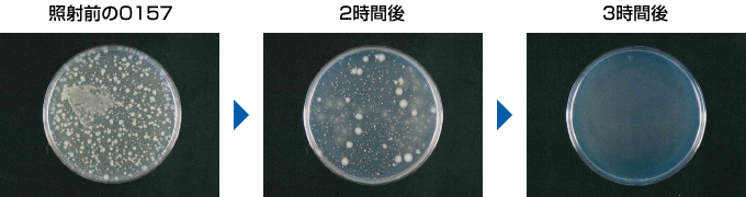 O157照片(啟動1台閃流放電裝置) | 照射前、2小時後、3小時後
